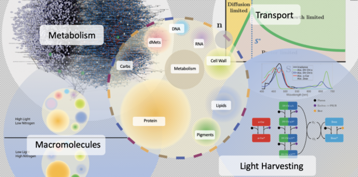 CBIOMES-microbial-simulation.png (Full)