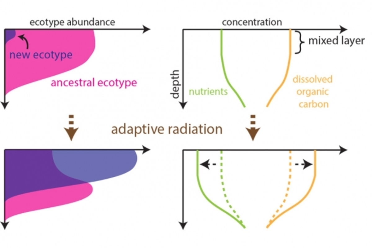 MIT-Bacteria-Environment-01_0.jpg (Full)