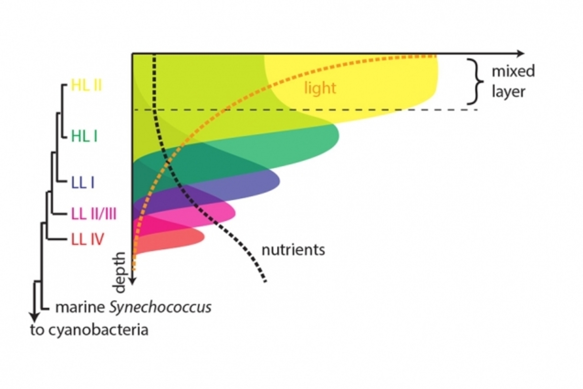 MIT-Bacteria-Environment-02.jpg (Full)