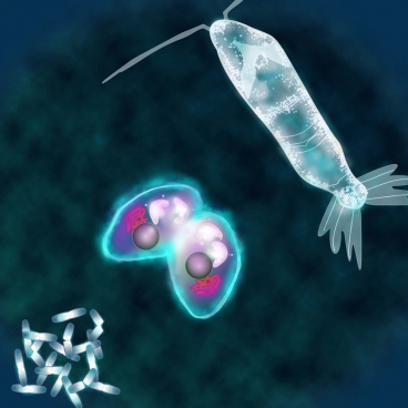 Diverse microorganisms undergoing growth and reproduction. As organisms evolved from simple prokaryotes to unicellular eukaryotes to multicellular organisms their strategies for internal energy partitioning dramatically changed as illustrated by a recent mathematical model. Image courtesy of Mari Kempes