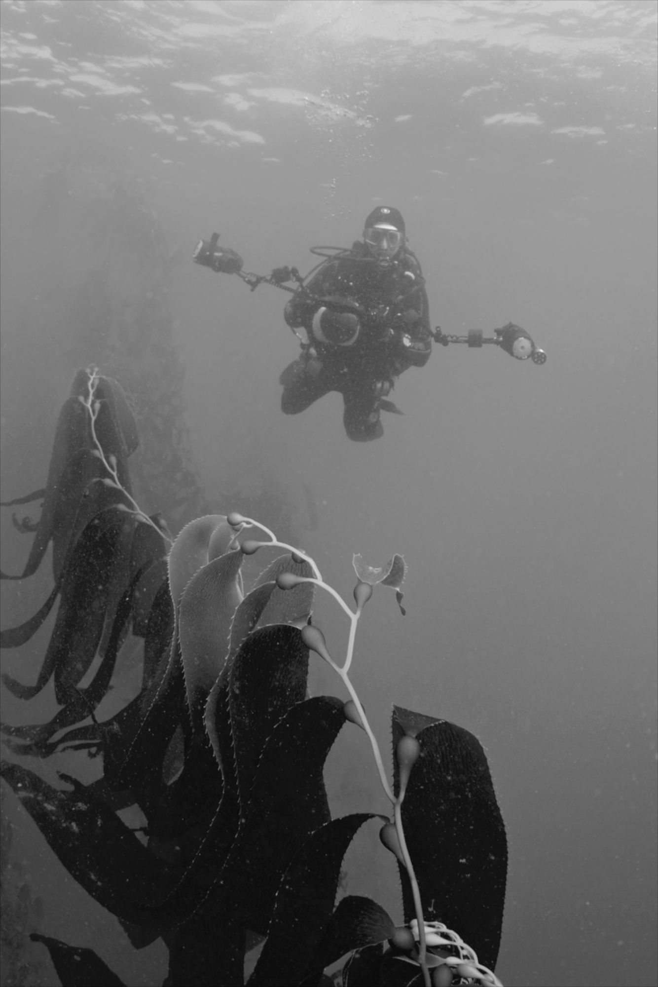 Ellenbogen on a previous assignment within the Kelp Forests off the coast of Monterey, CA. (Photo Courtesy of Keith Ellenbogen)