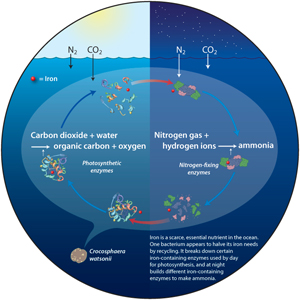 Ocean Iron Uptake Schematic - Illustration by Jack Cook, Woods Hole Oceanographic Institution