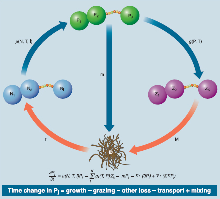 Schematic of a sample marine ecosystem model - source: Dutkiewicz (2012)