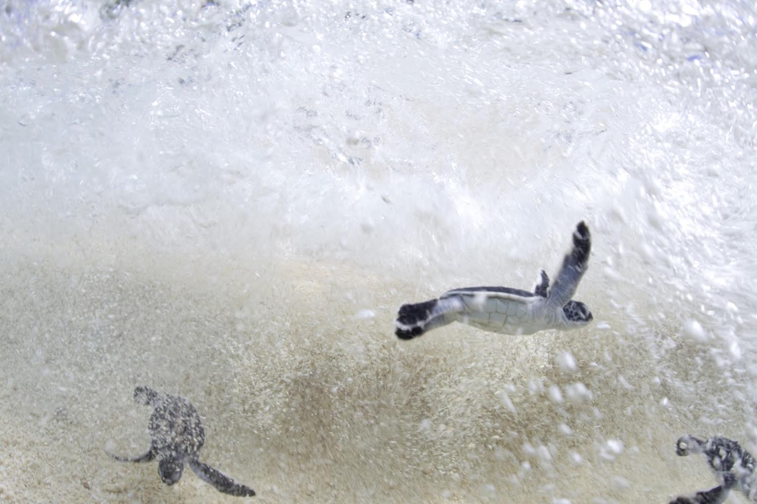 A nest full of newly hatched endangered Green Sea Turtles immediately race into the sea. (Credit © Keith Ellenbogen)